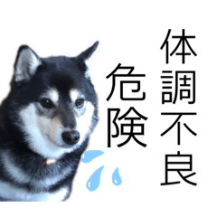 [LINEスタンプ] 柴犬の体調