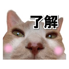 [LINEスタンプ] 猫のち犬ときどき人