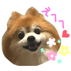 [LINEスタンプ] 奇跡のポメラニアン「ココア様」
