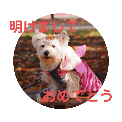 [LINEスタンプ] 冬のあいさつ