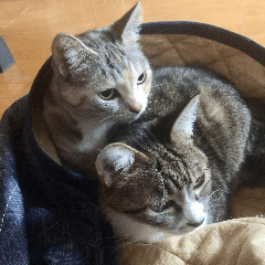 [LINEスタンプ] 猫好きさんの為の可愛い猫スタンプ