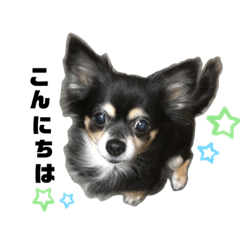 [LINEスタンプ] ココちゃんスタンプvar3