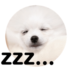 [LINEスタンプ] シロクマココたん