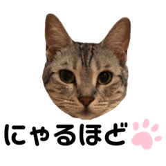 [LINEスタンプ] 日常で使える猫ちゃんのスタンプ