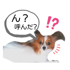 [LINEスタンプ] パピヨン犬スタンプ
