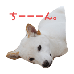[LINEスタンプ] おかんの愛が重すぎる白い犬のスタンプの画像（メイン）