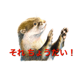 [LINEスタンプ] ミィと動物たち