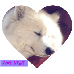 [LINEスタンプ] 可愛いDogスタンプ
