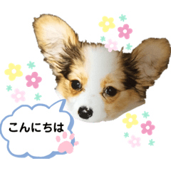 [LINEスタンプ] ルルぽんのスタンプ