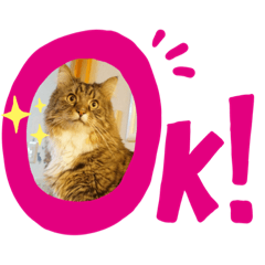[LINEスタンプ] 猫カフェゆる猫スタンプ