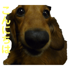 [LINEスタンプ] sawamoto kotaro19