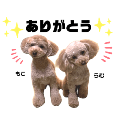 [LINEスタンプ] もこらむスタンプ