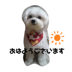 [LINEスタンプ] 全力犬3