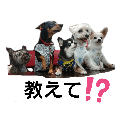 [LINEスタンプ] ジジババビビニコルウの第6弾