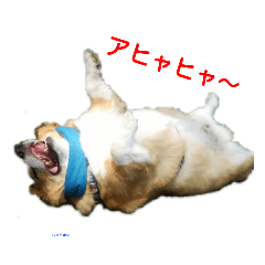 [LINEスタンプ] コーギーとその仲間たち