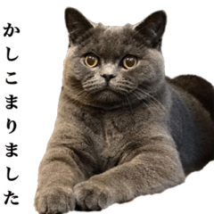 [LINEスタンプ] ブリティッシュショートヘアー「日常会話」