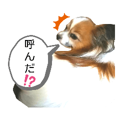 [LINEスタンプ] パピヨンの可愛い日常で使えるスタンプ