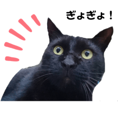 [LINEスタンプ] ★うちのねこ★