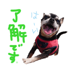 [LINEスタンプ] チワピンとチワワとフレンチブル