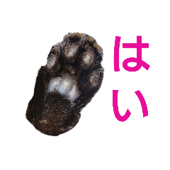 [LINEスタンプ] ねこの タイガ君