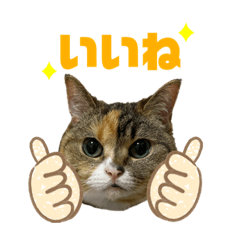 [LINEスタンプ] おしゃべりミアちゃま