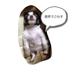 [LINEスタンプ] シェリちゃんファミリー