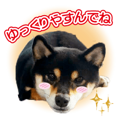 [LINEスタンプ] 柴犬 黒柴きのこの日常