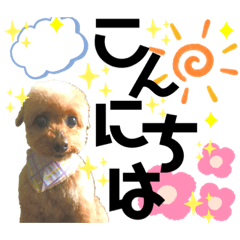 我が家のあろはちゃん❺