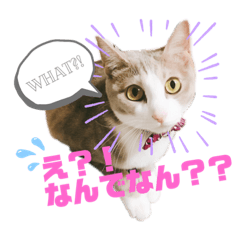 [LINEスタンプ] 関西弁 teto