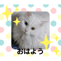 [LINEスタンプ] エルのひとこと