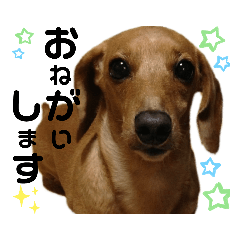 [LINEスタンプ] らるたんシリーズ〜たまにりる〜