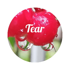 [LINEスタンプ] 写真の花スタンプ 英語編