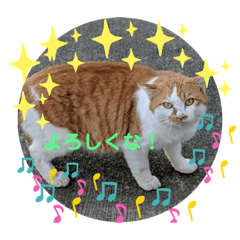 [LINEスタンプ] なかよし2匹