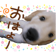 [LINEスタンプ] レイシス☆パピーver