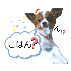 [LINEスタンプ] パピヨン犬の使えるスタンプ