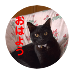 [LINEスタンプ] 黒猫ひじきの日常