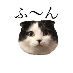 [LINEスタンプ] 猫のスコティッシュフォールドもずく