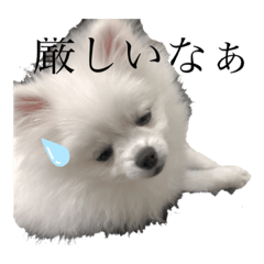 [LINEスタンプ] シロクマココたん②