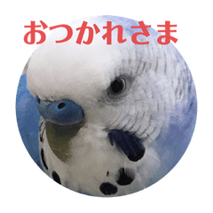 [LINEスタンプ] セキセイインコのあいさつおうち編