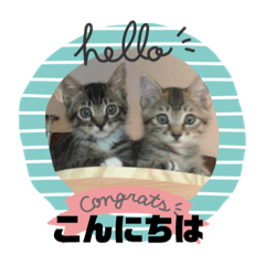 [LINEスタンプ] ぜんすけブラザーズ犬＆猫
