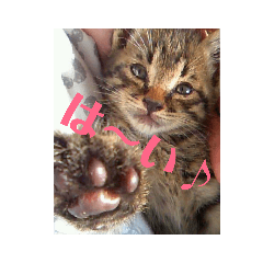 [LINEスタンプ] 愛猫様