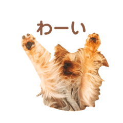 [LINEスタンプ] 毎日使える！あずきスタンプ