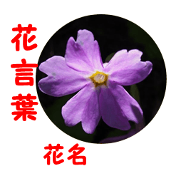 [LINEスタンプ] 花言葉で気持ちを伝える