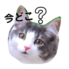 [LINEスタンプ] フラッフィー＆ミルク