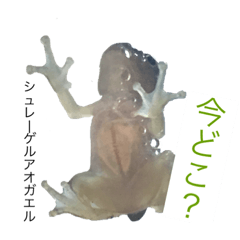日本の両棲類スタンプα