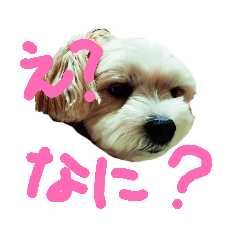 [LINEスタンプ] 愛犬メイの日常2