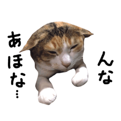 [LINEスタンプ] 関西弁で三毛猫ジャムの写真