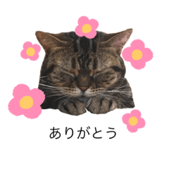 [LINEスタンプ] さばにゃんのスタンプ