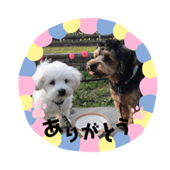 [LINEスタンプ] ぺたころスタンプ