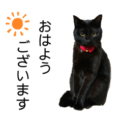 [LINEスタンプ] 黒猫ひじきの敬語